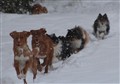 Full fart i snön juldagen 2012.JPG